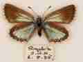 Polyommatus coridon female (Chalkhill blue aberration semisyngrapha british) Internet Image property of respective owner, non-commercial use only
